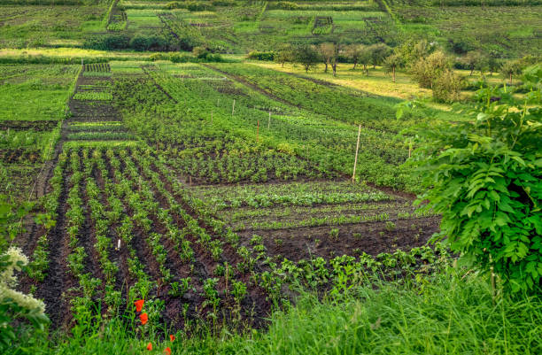 istock peasants gardens are divided into pieces, vegetable beds 1248677050