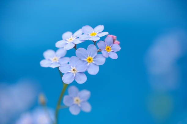 istock Flowers, garden and agriculture 1248678813