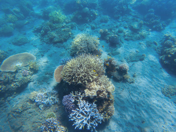 istock Tropical seashore underwater landscape. Coral reef in blue water panorama. 1248678875