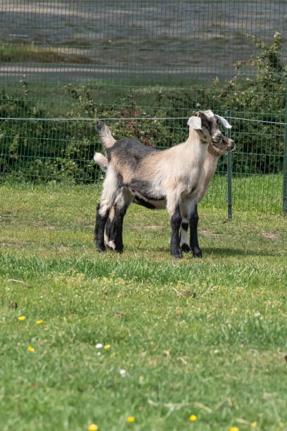 istock Two brown horned, white baby goat kids, standing on the spring grass 1248679332