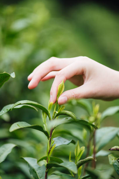 istock An Asian woman's hand is picking tea 1248679584