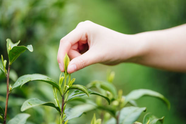 istock An Asian woman's hand is picking tea 1248680426