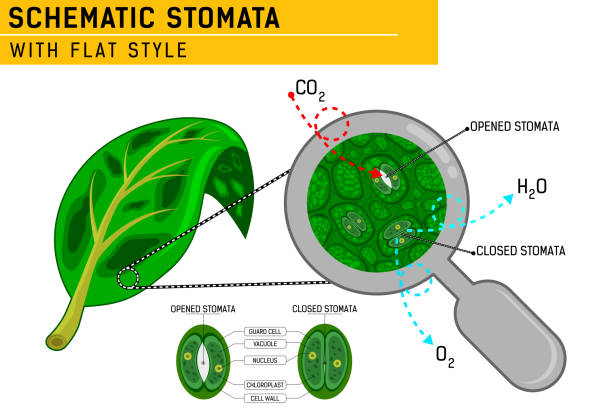 Magnified leaf stomata with schematic stomata open and closed. Vector ilustration for web design, ui, ux, mobile app on isolated on white background. Flat design for education purposes and other Magnified leaf stomata with schematic stomata open and closed. Vector ilustration for web design, ui, ux, mobile app on isolated on white background. Flat design for education purposes and other. Vector icon design template for graphic, web design, mobile app, print, education and all project. Editable size. EPS file stomata stock illustrations