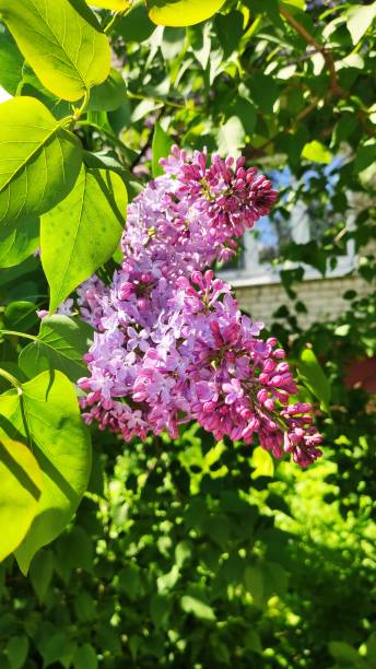 istock Beautiful and fragrant spring flowers 1248681543