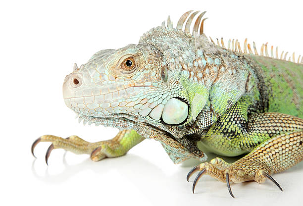 istock Iguana. Close-up portrait on a white background 124868173