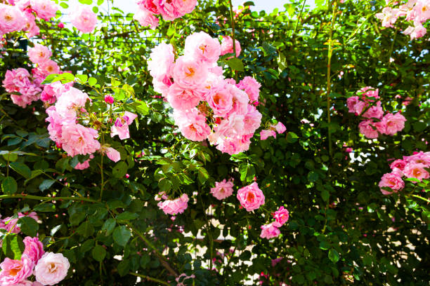 istock Pink climbing rose closeup. 1248681851