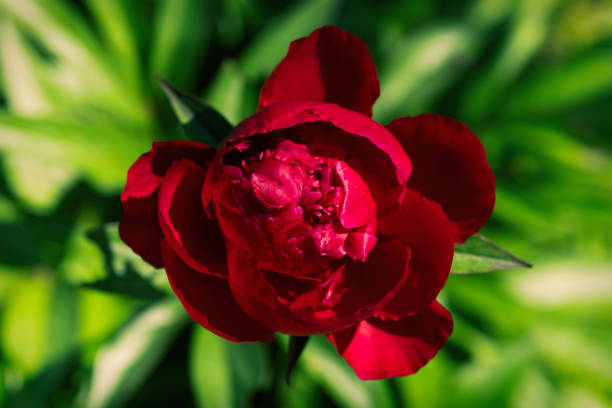 istock A burgundy peony flower on a blurred natural background 1248681966