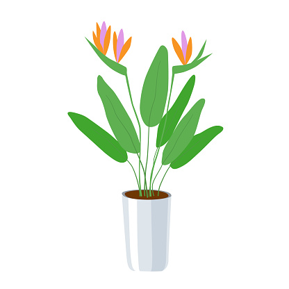 Strelitzia - a large domestic plant  in a flower pot. Green leaves and bright orange with pink flowers. Home growing - an environmentally friendly hobby. Stock vector illustration isolated on white.
