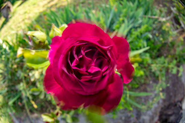 istock red rose flower moving in the wind 1248682644