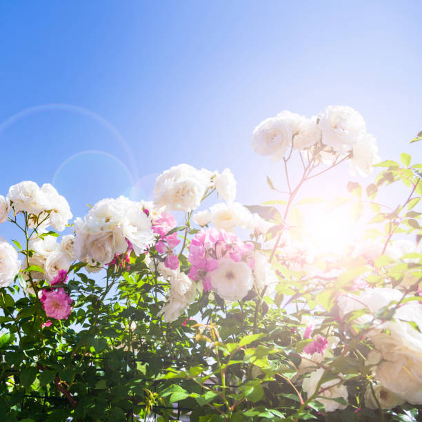 istock Pink and white climbing roses 1248682789