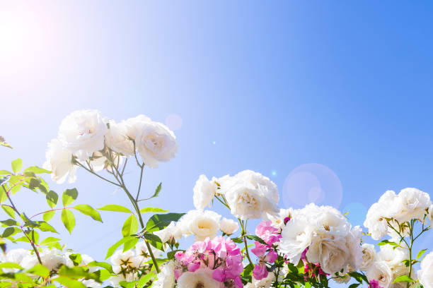 istock Pink and white climbing roses 1248682836