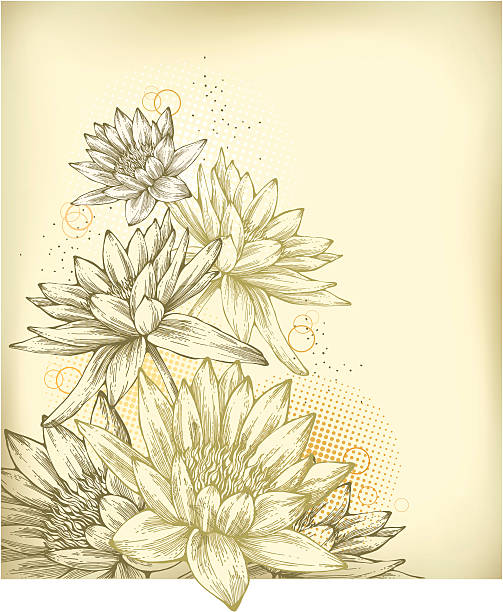 illustrations, cliparts, dessins animés et icônes de fond avec les nénuphars dessinés - water lily single flower flower water