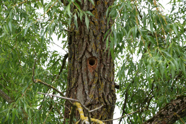 istock Hollow hollowed out in a tree trunk in the forest 1248683308