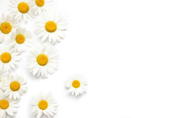 istock White background with chamomile. Flowers, Texture, nature 1248683608