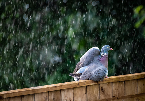 Pigeon lifts its wing in heavy rain