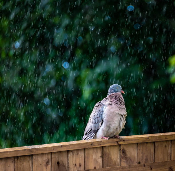 Pigeon preening feathers in heavy rain