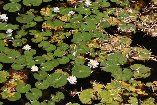 istock Water lily lotus flower in pond 1248686202