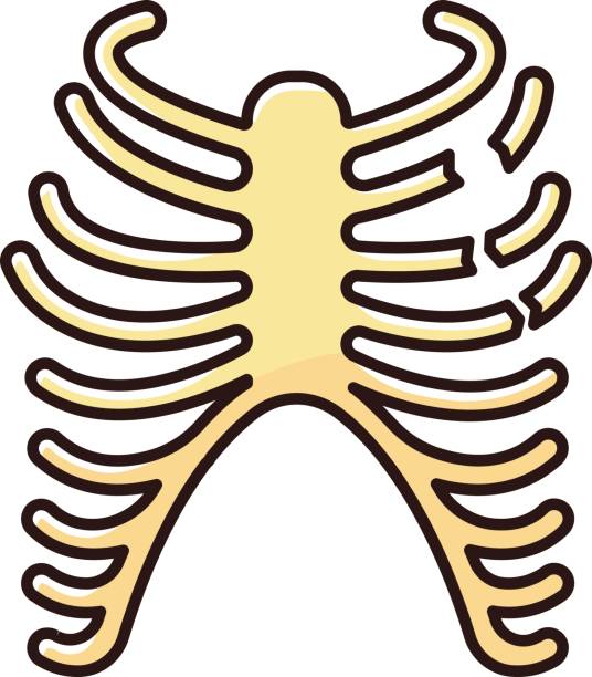 Rib fracture RGB color icon. Chest injury. Broken bones. Wounded rib cage. Accident. Healthcare. Medical condition. Hurt body part. Isolated vector illustration Rib fracture RGB color icon. Chest injury. Broken bones. Wounded rib cage. Accident. Healthcare. Medical condition. Hurt body part. Isolated vector illustration clip art of rib cage stock illustrations
