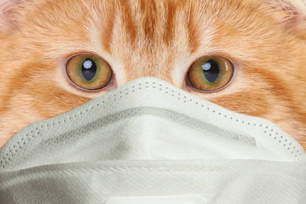 istock Red cat in protective mask close up 1248686691