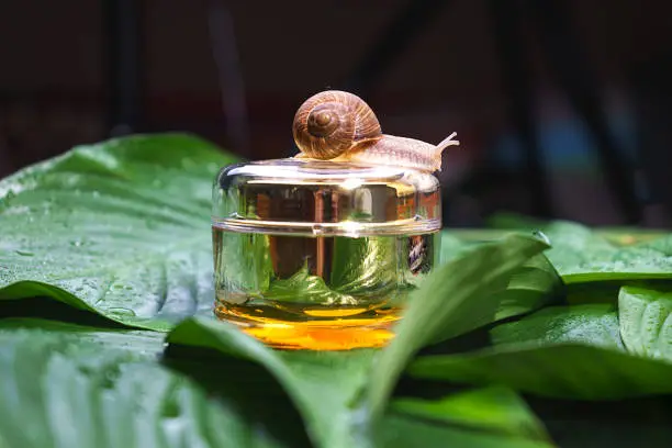Photo of Snail and a jar of skin cream on green leaves.