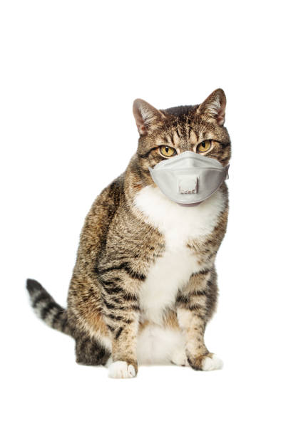 istock Pet cat in protective mask on white background 1248687544