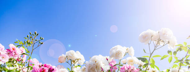 istock Pink and white climbing roses 1248687592