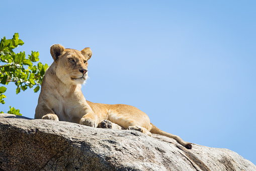 One adult female lion sitting on a big rock resting and looking down with blue sky in the background in Serengeti National Park Tanzania