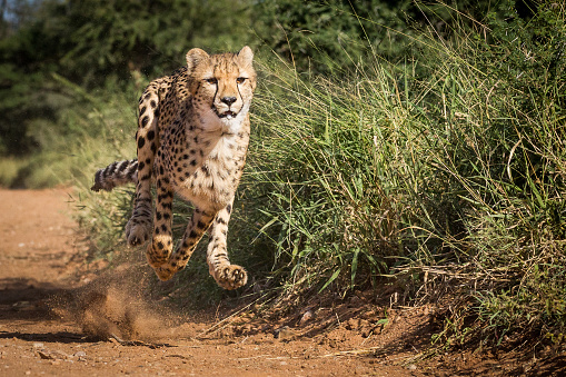One adult female cheetah running at full speed sprinting trying to catch pray on a sunny day in Kruger Park South Africa