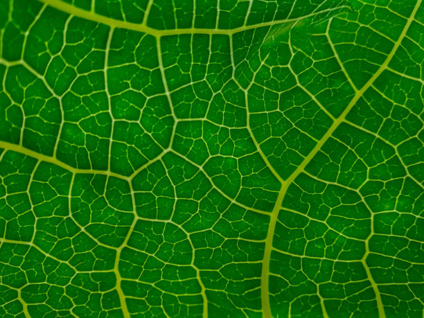 istock close up of green leaf with the pattern , can be used as a background 1248689064