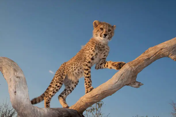 Photo of Baby cheetah cub with big brown eyes climbing a dead tree with blue sky in the background in Kruger Park South Africa