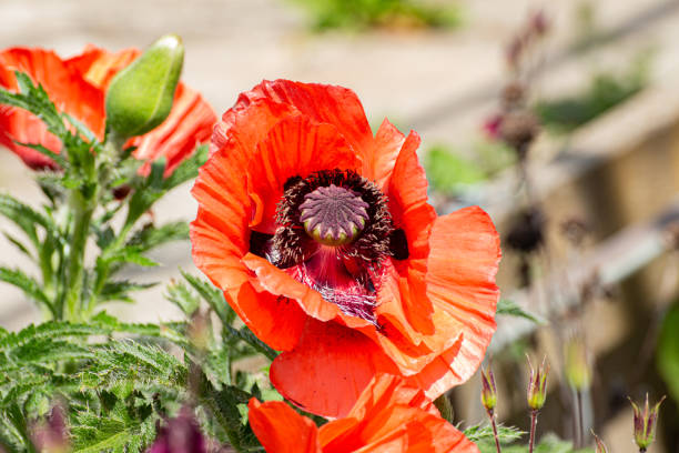 крупным планом красного восточного мака, papaver orientale - oriental poppy poppy leaf close up стоковые фото и изображения