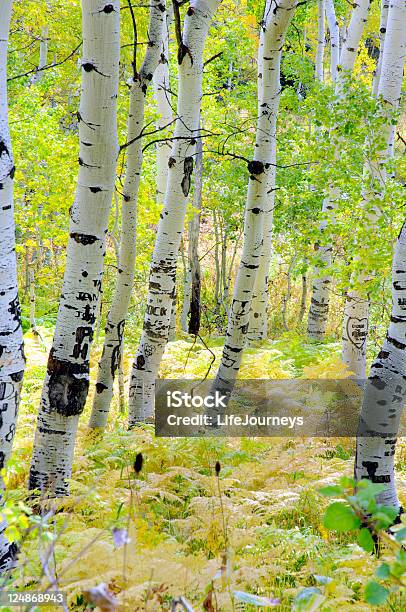 Aspen De Sundance Iv - Fotografias de stock e mais imagens de Arbusto - Arbusto, Casca de árvore, Choupo