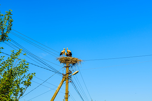 Family of storks (ciconia ciconia) in nest on the electric pole