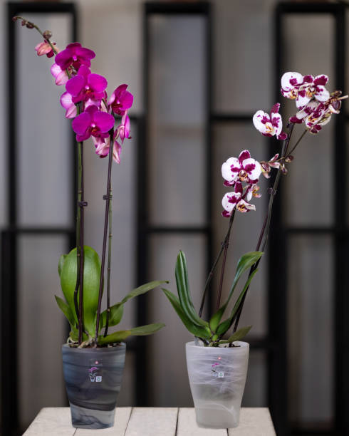 istock White, pink Phalaenopsis, Moth orchid flowers in the pot 1248690065