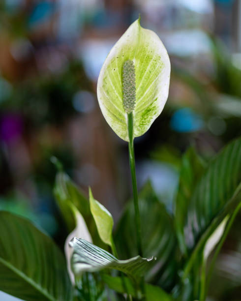 Peace Lily, spatifilum flower close up stock photo