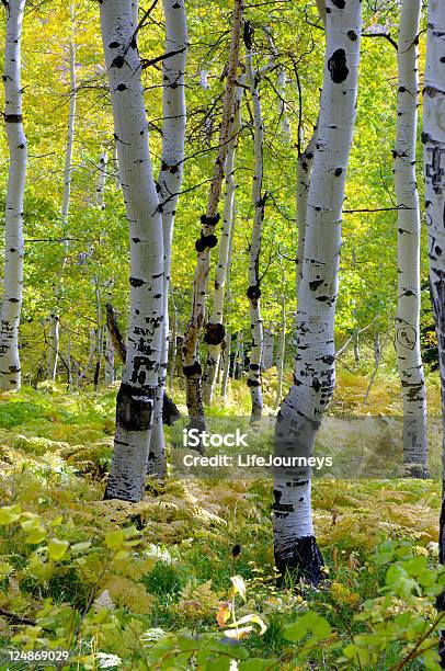 Aspen En Sundance Vi Foto de stock y más banco de imágenes de Viento - Viento, Arbusto, Boscaje