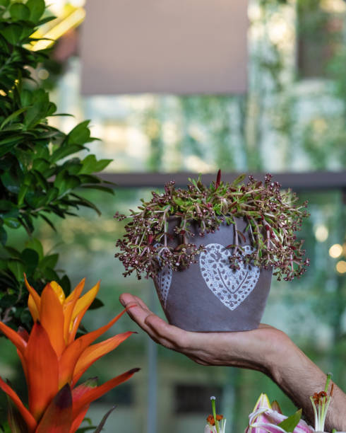 istock Beautiful House plant on the hand 1248690962