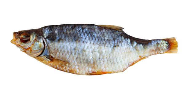 塩乾燥ゴキブリ - stockfish ストックフォトと画像