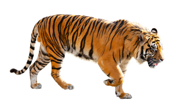 istock Great tiger in the nature habitat 1248692839