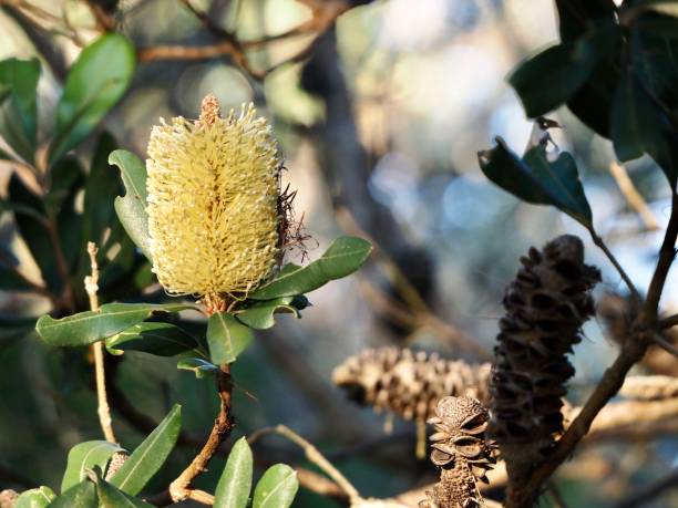 istock Bottlebrush Flower on a Coastal Banksia Tree 1248692991