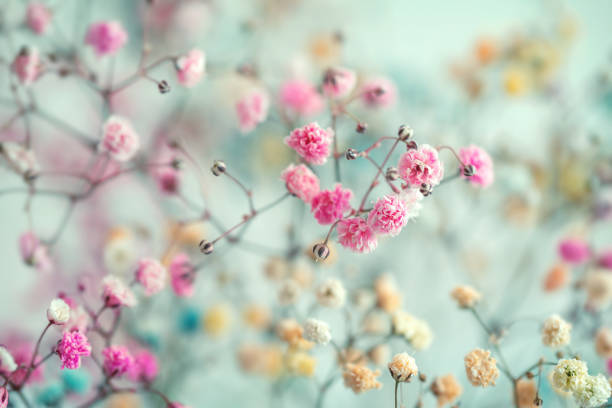 Photo of Multi-colored baby's breath flowers background, soft focus