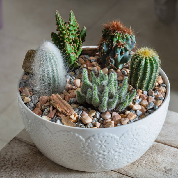 istock Colorful terrarium with succulent, cactus, flower, rock, sand inside the pot 1248693789