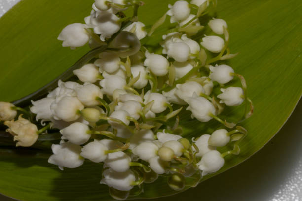 istock Lily of the valley flowers on a leaf 1248694802