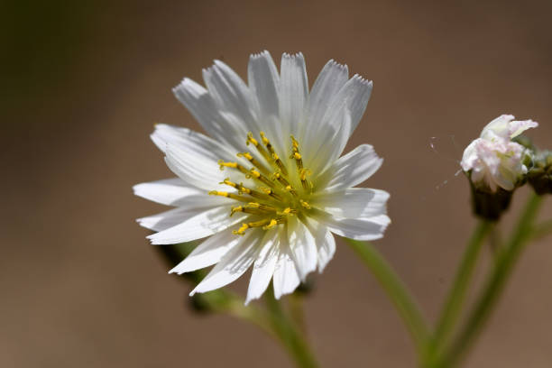 istock a wild carnation flower bloomed in the forest 1248694806