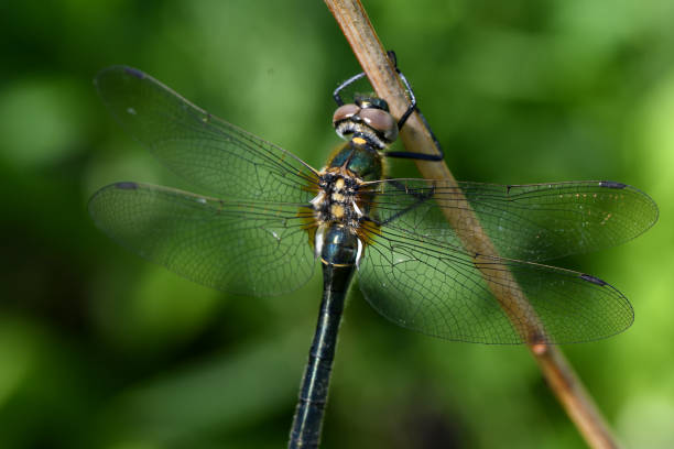 istock green dragonfly on a dry branch 1248694810