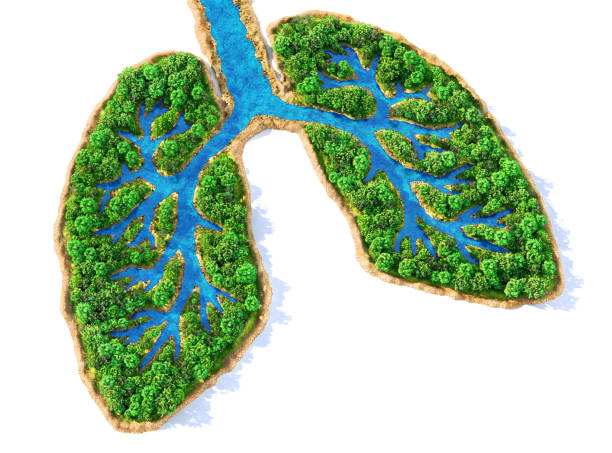 istock Eco concept. Trees with river in form of human lungs on a white background. 3d illustration 1248695370