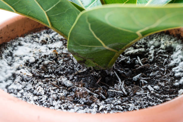 Close up of a violin fig plant in a top with mould on the ground, Germany Close up of a violin fig plant in a top with mould on the ground, Germany soil fungus stock pictures, royalty-free photos & images