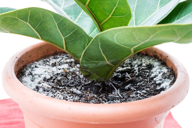 fermez-vous vers le haut d’une plante de figue de violon dans un dessus avec le moule sur le sol, allemagne - fig leaf photos et images de collection