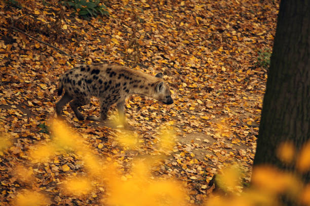 View of a Hyena roaming on the forest in an autumn day.