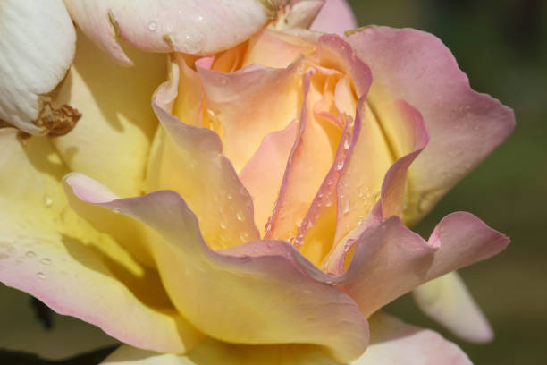 Close up of a beautiful soft pale rose flower coloured in white, yellow and salmon pink.